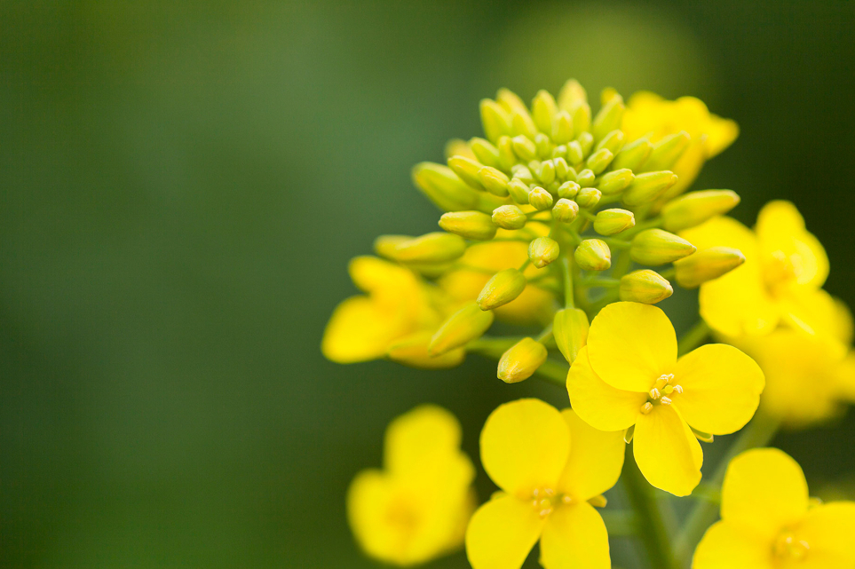 Canola